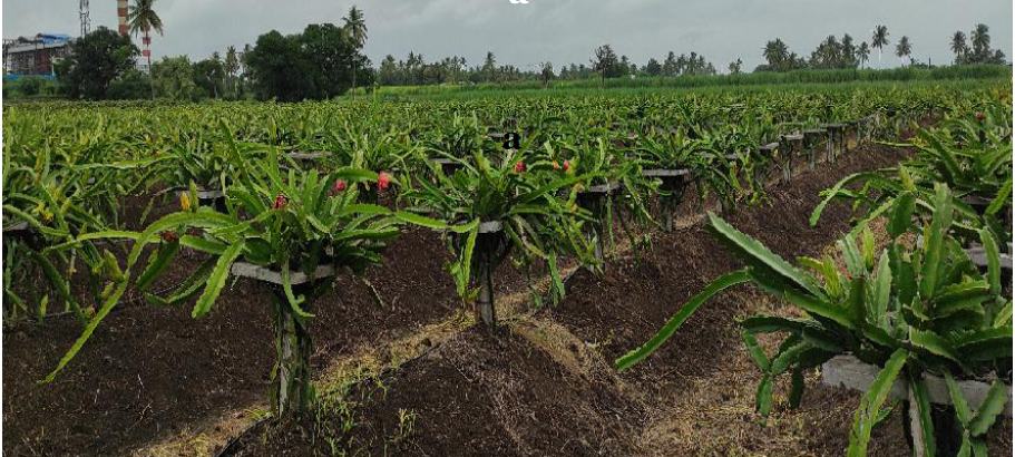 Climate and soil for dragon fruit