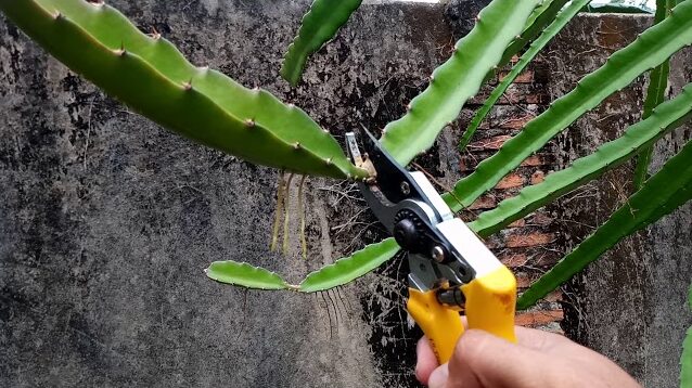 Dragon Fruit Pruning