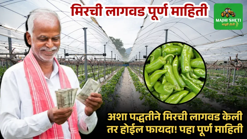 Mirchi Lagwad Mahiti in marathi