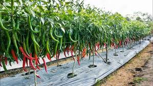 Best Variety of chilli