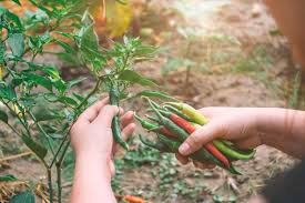 chilli harvesting