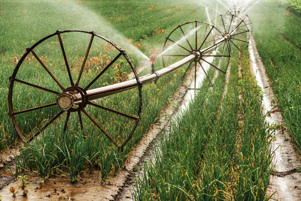 Onion Fertilizer and Water Management
