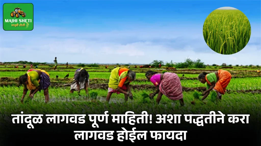 Tandul lagwad in Marathi