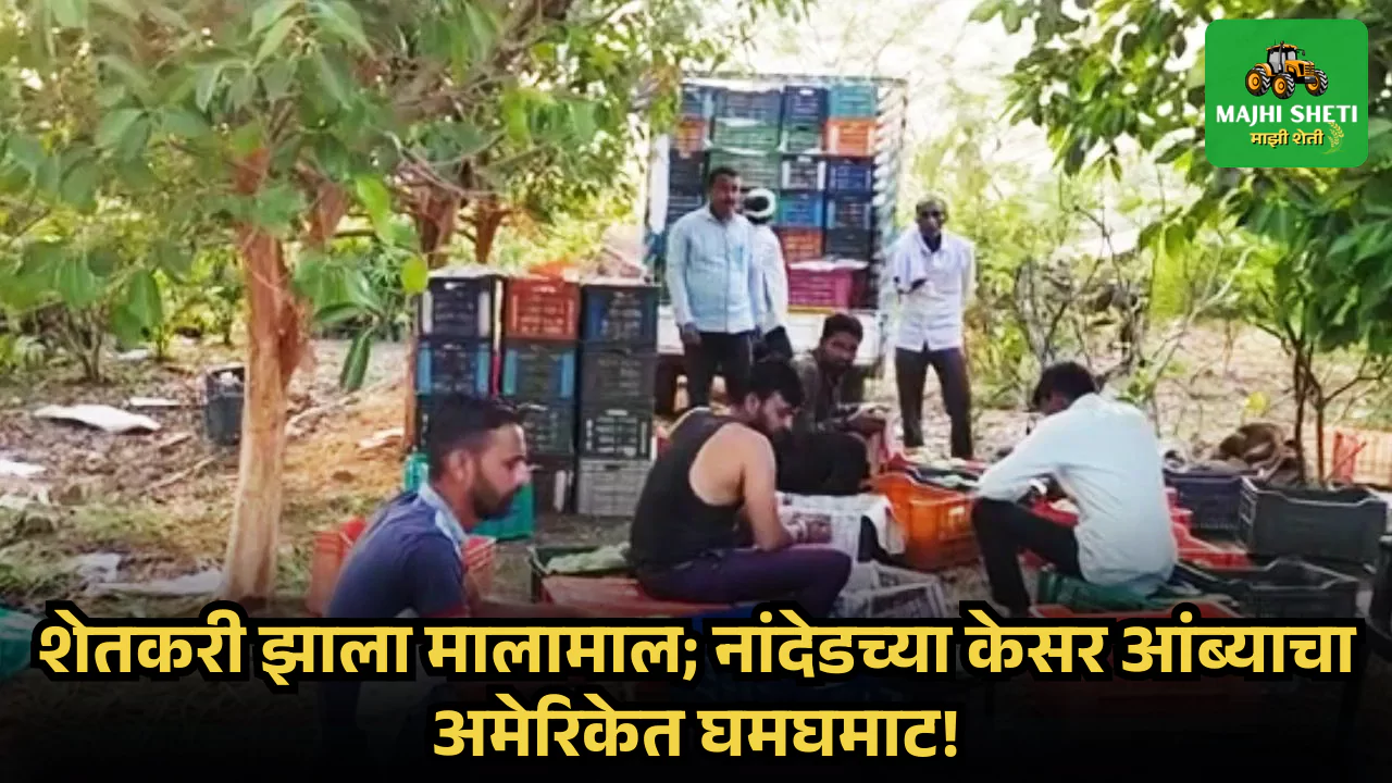 Kesar Mango Export to America