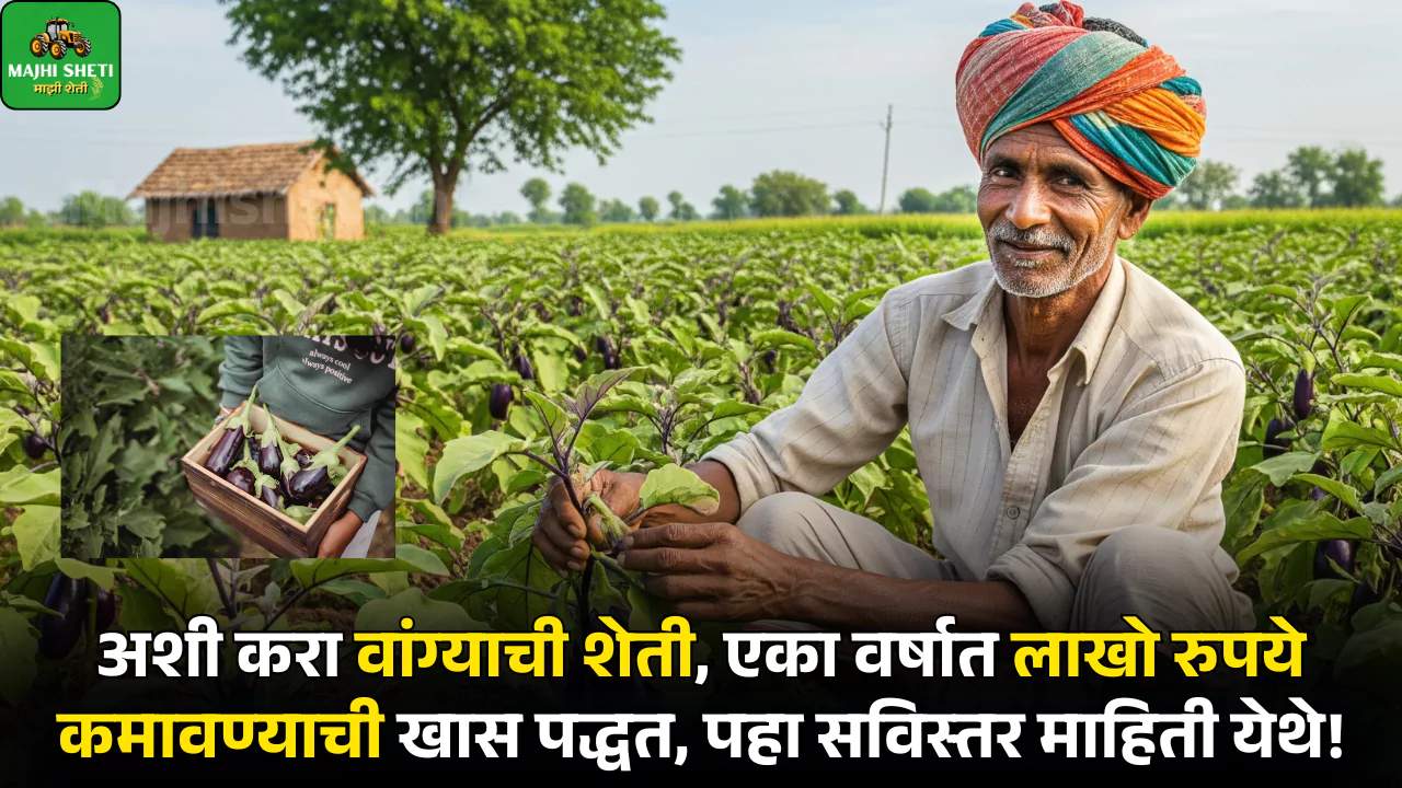 Vangi Sheti Mahiti in Marathi